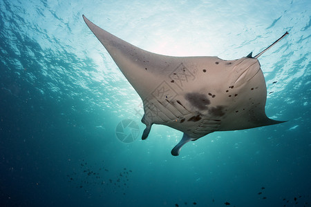 马尔代夫潜水时中的蝠鲼图片