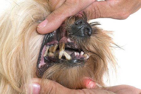 工作室里老狗的牙垢图片
