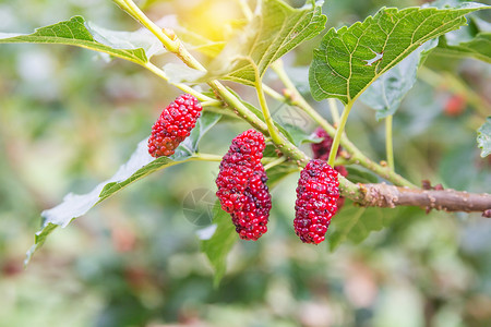 树上的红莓果子图片