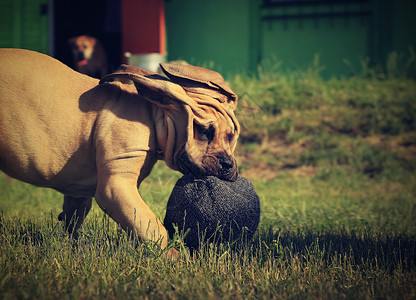 小狗大Boerboel图片