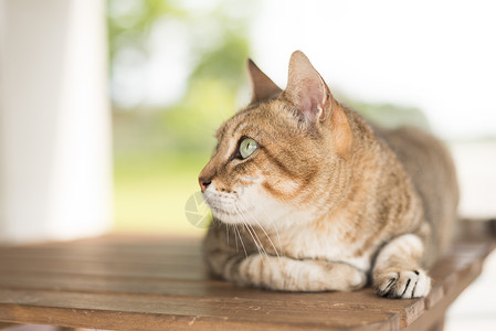 家内小猫咪坐在房图片