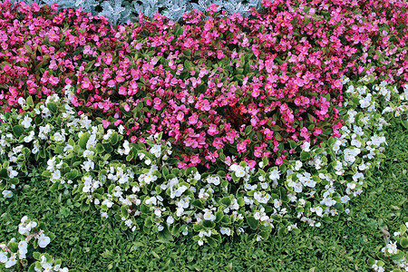 花园坛上的粉色和白色块茎秋海棠图片