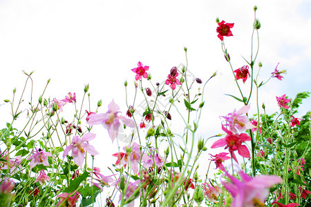 紫花彩色鲜花照片图片