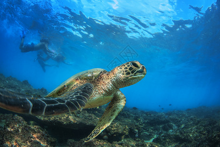海龟在蓝海中浮游于珊瑚礁上图片