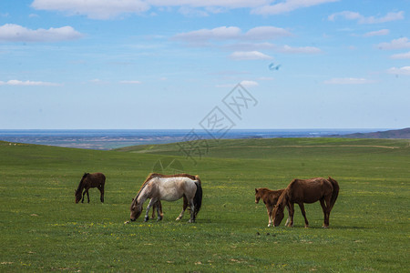 在哈萨克斯坦草原牧场上放牧的马图片