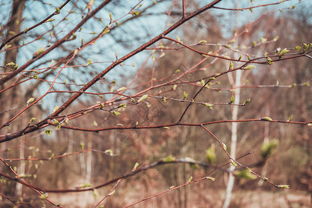落叶树的枝条上萌芽的新绿春芽标志着季节的变化图片