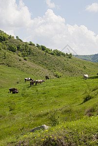 罗马尼亚农村布扎乌图片