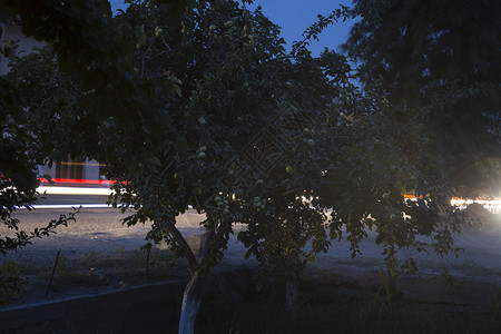 夜间煨园中的小苹果树图片