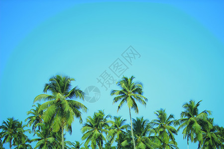 热带海滩椰子棕榈树图片