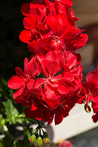 红色天竺葵天竺葵花在花园里绽放图片