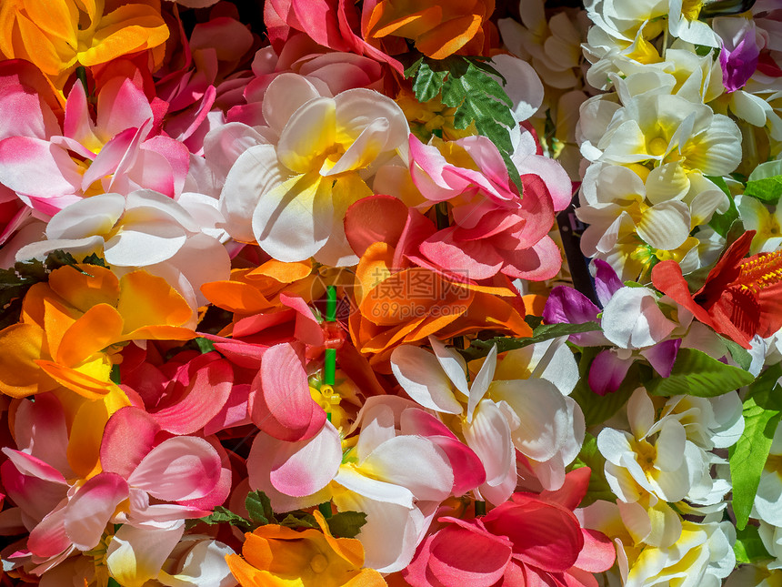夏威夷多彩的花图片