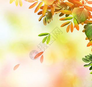 秋天风景多彩的明亮树图片
