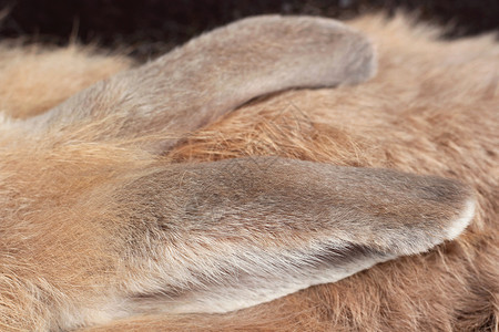 棕兔耳朵图片
