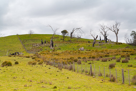 澳大利亚塔斯马尼亚州博特韦尔附近的一块岩石中澳大利亚图片