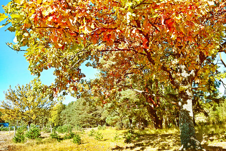 秋天风景树木多彩明图片