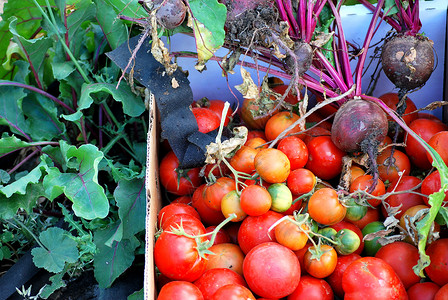 有机甜菜和西红柿从外面的花园中图片