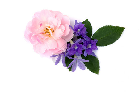 粉红仙子玫瑰花束皇后花环朵和白底叶图片