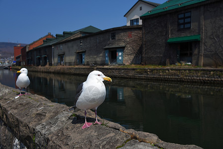 在小樽运河北海道日本的海鸥图片