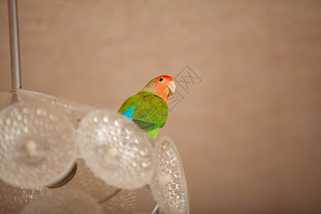 美丽的绿鹦鹉爱情鸟坐着图片
