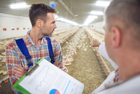 与控制养鸡场的农民一起进行兽医背景图片