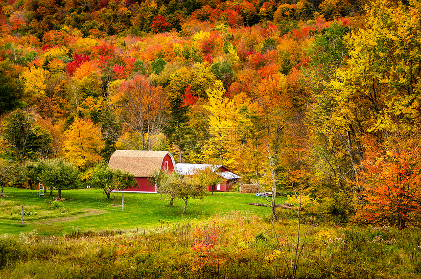 美国佛蒙特州郊边背景丰富多彩的秋天森林典型红图片