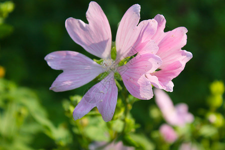 草地上的野粉红锦葵图片