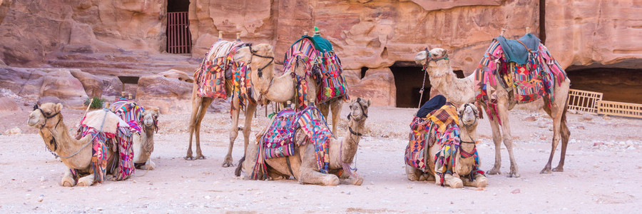约旦佩特拉古城的骆驼群背景图片