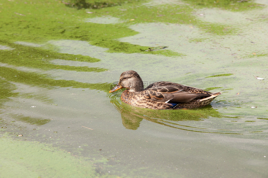一只鸭子在绿水中游泳的肖像图片