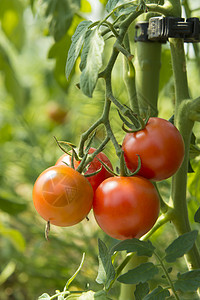 收集在田间收获的美味西红柿图片