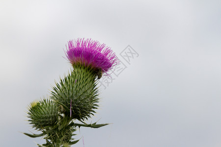 天空背景中的花蓟和甲虫图片