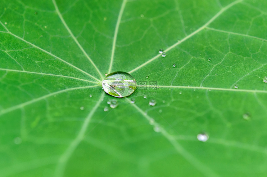 绿色金莲花叶宏上的水滴图片