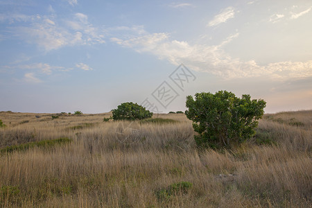 干草和绿色灌木领域图片