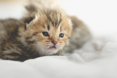 躺在床上的可爱虎斑小猫图片