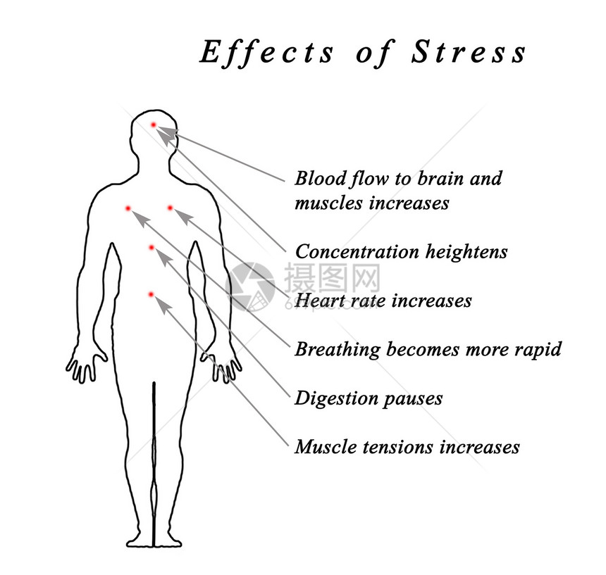 diagramofStressBody图片