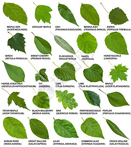 树木和灌木的绿树叶和灌木名称在白图片