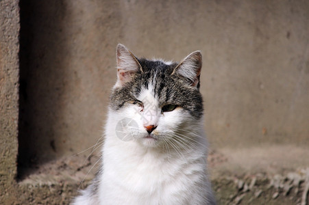 猫感染了猫疱疹猫鼻气管炎或衣原体病失去眼睛后的图片