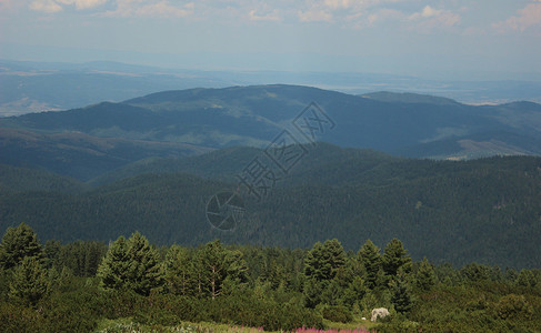 前景为针叶绿林的山地景观图片