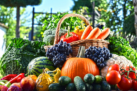 花园中新鲜有机蔬菜和水果品种繁多平图片