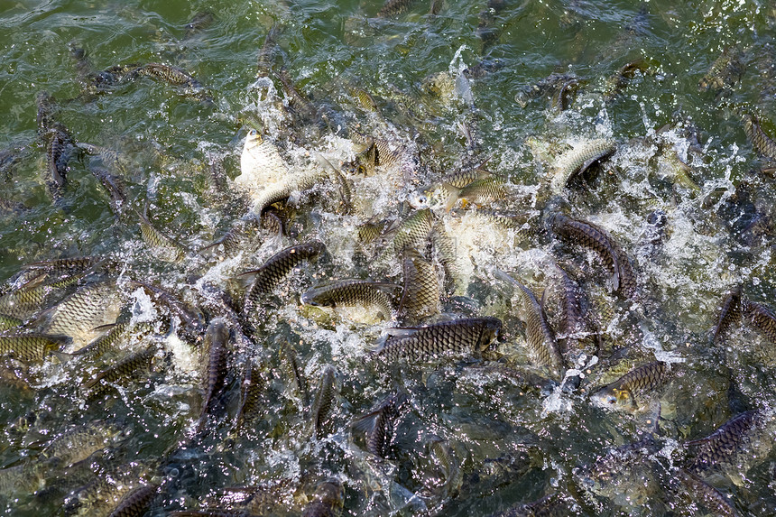 被喂食了很多鱼为了一块图片