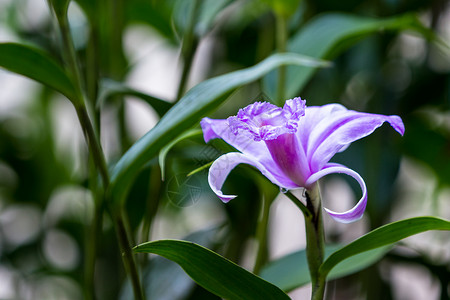 背景中绿叶的紫色兰花照片摄于哥斯达图片