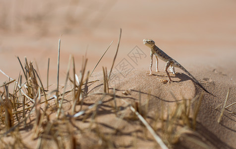 Liwa沙漠的蜥蜴阿拉伯联合酋图片