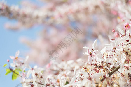 卡西亚面包树和粉红花也图片