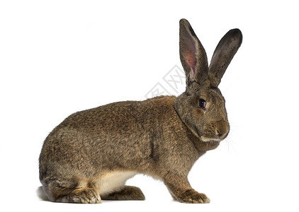 一只被白色隔离的佛兰芒巨兔的侧视图图片