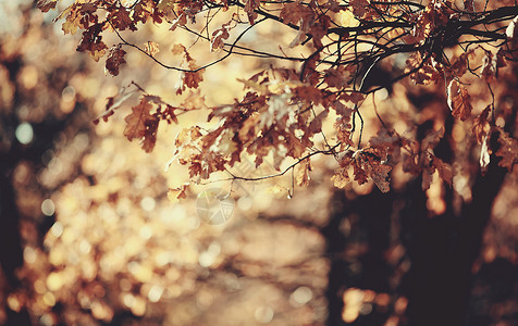 秋天的橡树枝和枯叶图片