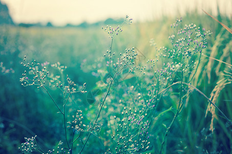 稻田的草地花朵和山地背景模糊日落古图片