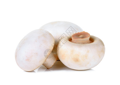 香格里昂蘑菇在白色图片