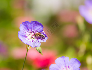 一只蜜蜂在天竺葵花上的宏背景图片