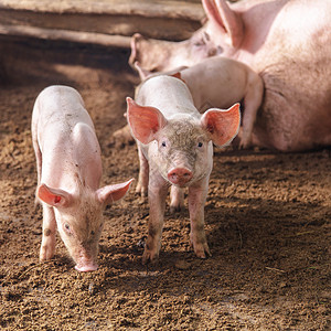 猪家庭农场的小猪图片