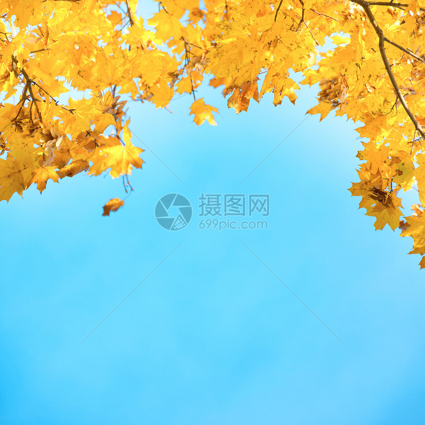 蓝色天空上的金黄和橙叶图片