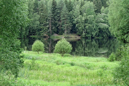 森林中湖泊水面的图像图片